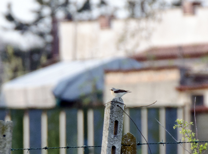 Culbianco e Monachella in migrazione